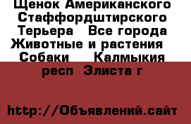 Щенок Американского Стаффордштирского Терьера - Все города Животные и растения » Собаки   . Калмыкия респ.,Элиста г.